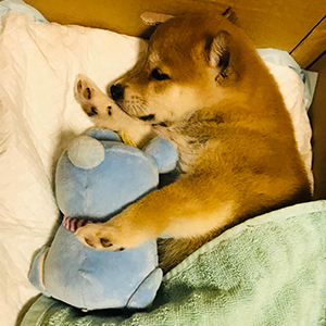 Shiba Inu first night