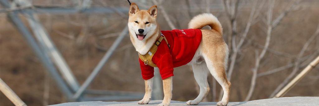 Shiba Inu nutrition needs