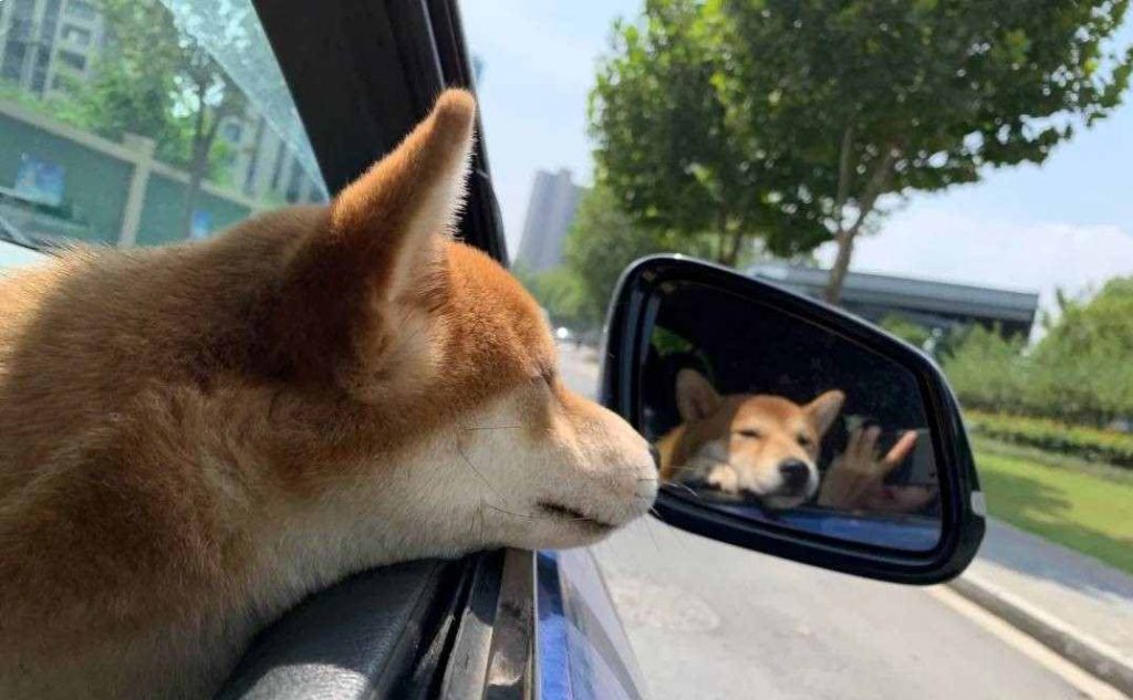 Dog Motion Sickness Shiba Inu Car Sickness