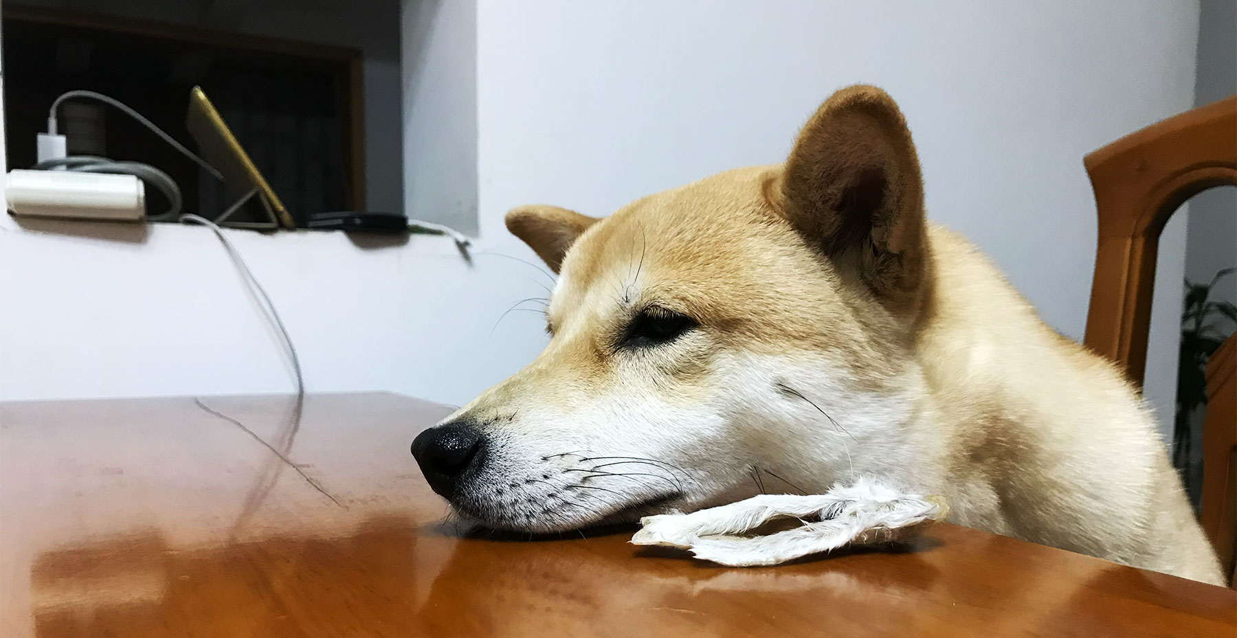 what can i give my shiba inu puppy as a snack